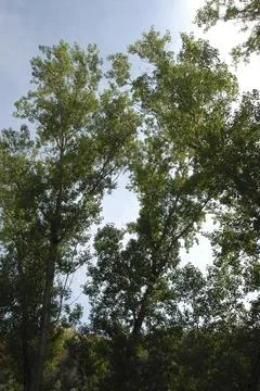 Image of the top of several large trees Stock Photos