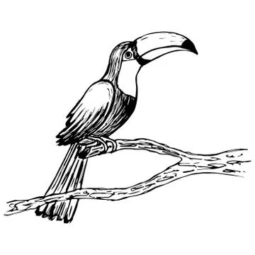 Image of the Toucan vector. Illustration. Hand-drawn. Sketching. Stock Illustration