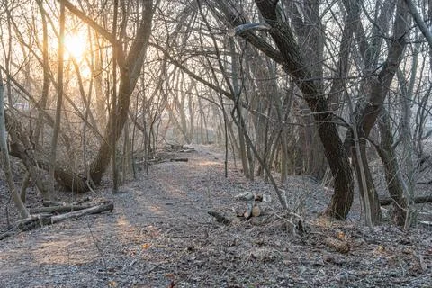 Image of a tranquil forest pathway at sunrisesunset, strewn with autumn leave Stock Photos