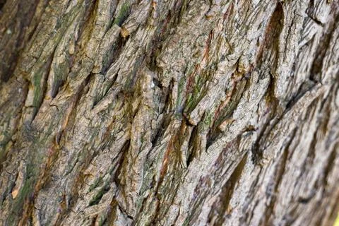 A image of a tree bark texture background Stock Photos