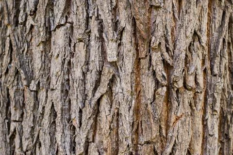 A image of a tree bark texture background Stock Photos