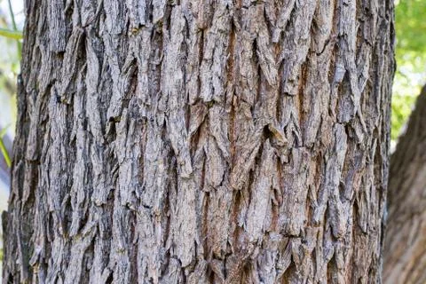 A image of a tree bark texture background Stock Photos