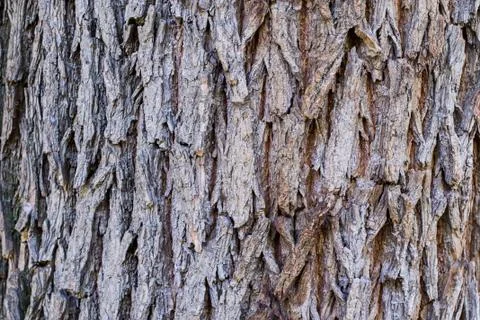 A image of a tree bark texture background Stock Photos