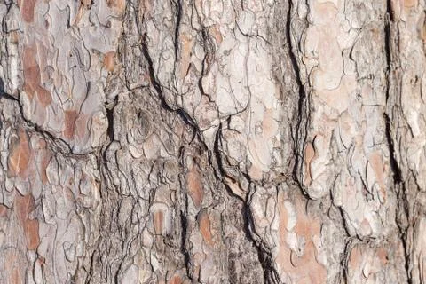Image of a tree bark texture background Stock Photos