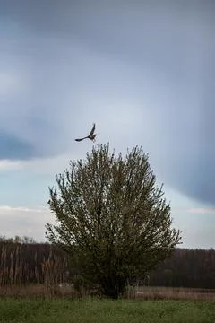 Image from a tree with a bird flying away Stock Photos