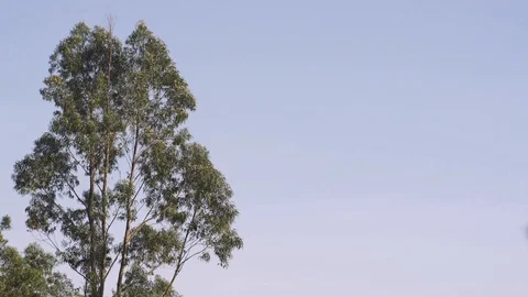 Image of a tree on a blue sky Stock-Footage 128846375