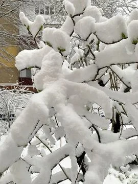 Image of tree branches with snow caps after a snowfall. Stock Photos