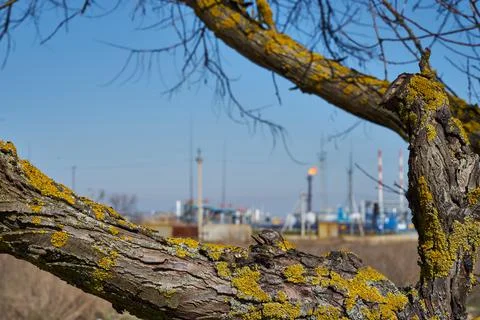 The image of a tree covered with lichen on the background of the oil preparat Stock Photos