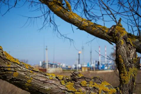 The image of a tree covered with lichen on the background of the oil preparat Stock Photos