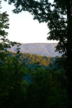 Image of tree-covered mountains with a large tree branch in the immediate Stock-Fotos