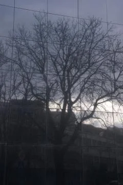 Image of a tree in a glass window Foto stock