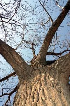 Image of a tree from the ground up Stock Photos