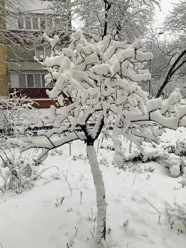 Image of a tree with large snow caps on the branches. Stock Photos