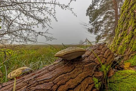 Image of tree mushrooms on a dead tree trunk in autumn forest 스톡 사진