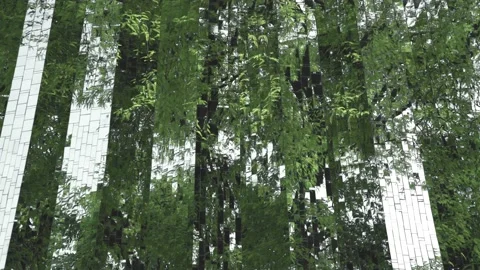 The image of the tree reflects many rectangular mirrors Stock Footage 198825215