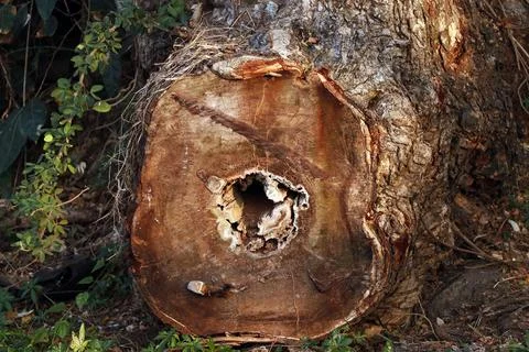 Image of a tree round cut with damage core as a background or texture Stock Photos