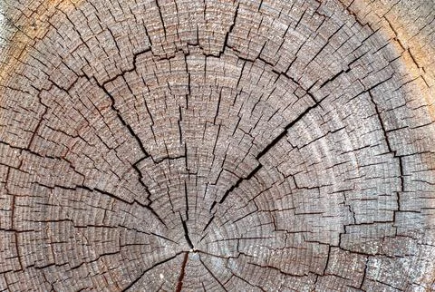 The image is of a tree trunk with many cracks and holes Stock Photos