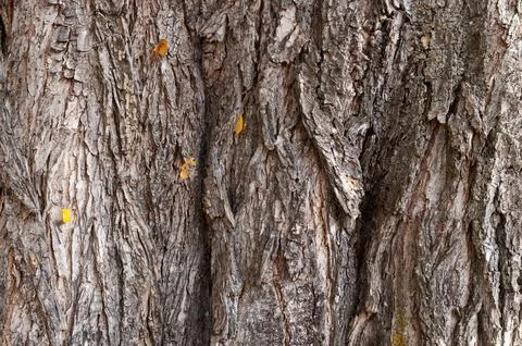 Image of a tree trunk with textured bark Stock Photos