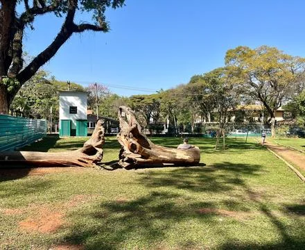 Image of tree trunks in park Stock Photos