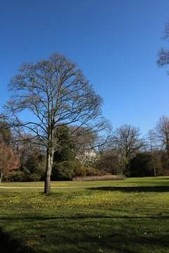Image of tree without foliage in spring against blue sky Stock Photos