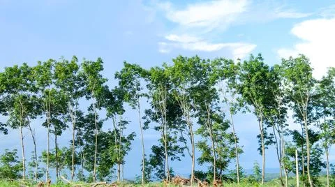 Image of trees in a line with blue sky background. Stock Photos