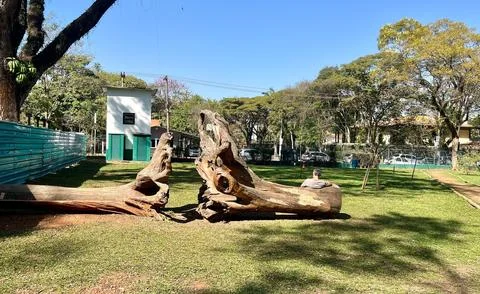 Image of trees on park lawn Stock Photos