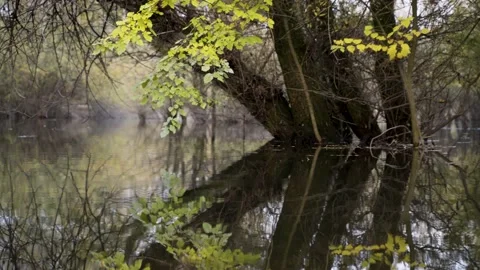 Image of trees reflection at wetland during autumn, Bundek lake, Zagreb, Croatia Stock Footage 145965743