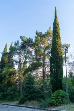 Image of trees in the spring park. Stock Photos