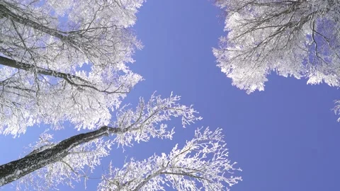 Image of treetops covers by fresh snow at Sljeme mountain, Medvednica, Croatia. Stock Footage 146774295