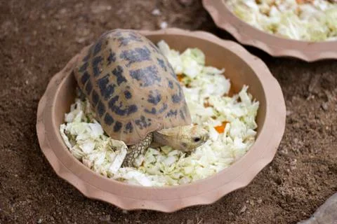 Image of a turtle eating in pots Stock Photos