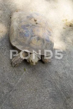 Image of a turtle on the ground. (Geochelone sulcata) Reptile. Stock Photos
