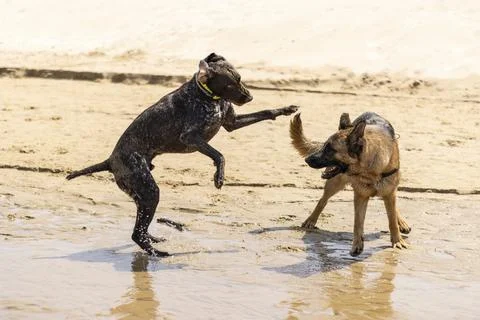 Image of two dogs playing and running on the beach. german shepherd and german Stock Photos