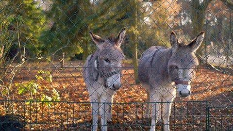 Image of two domesticated donkeys behind metal fence at forest, Berlin, Germany. Stock Footage 127218088