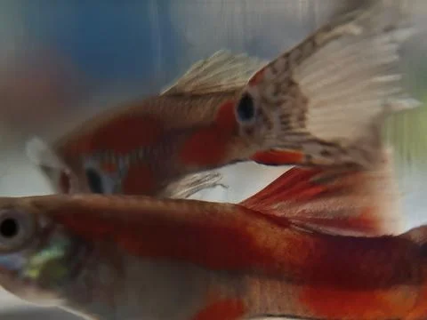 Image of two guppy fish with red and white patterns Stockfoto's