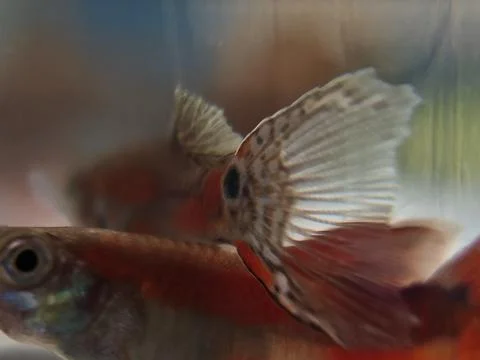 Image of two guppy fish with red and white patterns Photos