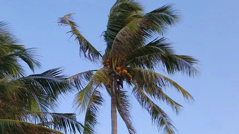 An image of two nice palm trees in the blue sunny sky Stock Footage 124578878
