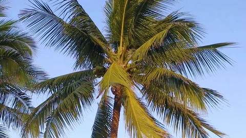 An image of two nice palm trees in the blue sunny sky Stock Footage 124579004