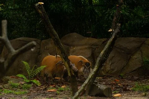 Image of two Red River Hog on soil ground Stock Photos