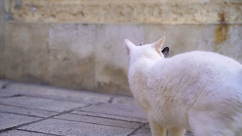 Image of two stray cats socializing at the sidewalk, Croatia. Stock Footage 107576344