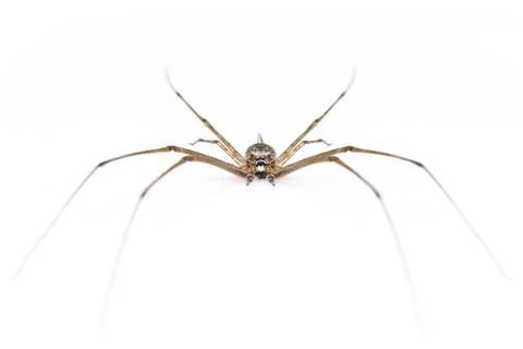 Image of two tailed Spider(Hersilia sp.) isolated on white background. Animal Stock Photos