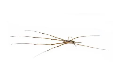 Image of two tailed Spider(Hersilia sp.) isolated on white background. Animal Stock Photos