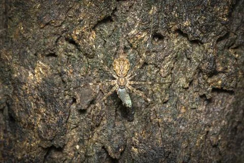 Image of Two-tailed Spider(Hersilia sp.) eat the bait on tree. Insect. Animal Stock Photos