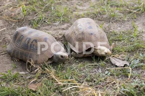 Image of a two turtle on the ground. (Geochelone sulcata) Reptile. Stock Photos