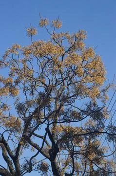Image of the upper branches of a tree with its fruits Stock Photos
