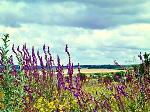 Image view the sky through the green grass with pink  flowers Stock Photos