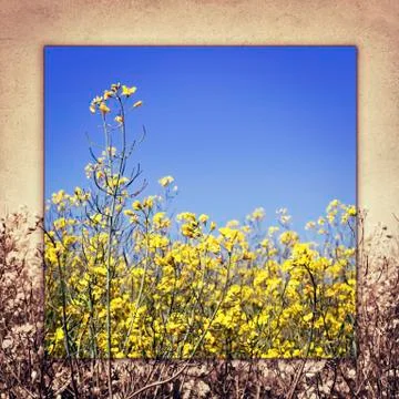 Image view the sky through the green grass with yellow flowers Stock Photos