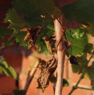 Image of a vine cutting with a dried shoot and castings. Stock-Fotos