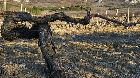 Image of a vine in early spring. Stock Photos