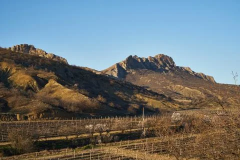 Image of a vineyard in early spring. Stock Photos