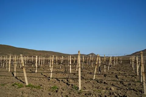 Image of a vineyard in early spring. Stock Photos